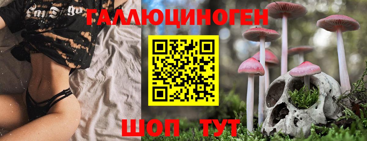 Псилоцибиновые грибы Psilocybe Избербаш